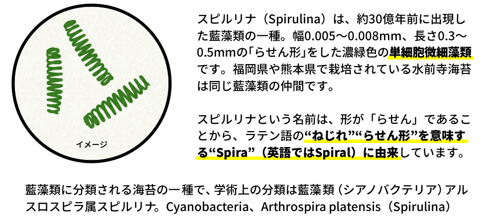 スピルリナ（Spirulina）は、約30億年前に出現した藍藻類の一種。幅0.005～0.008mm、長さ0.3～0.5mmの｢らせん形｣をした濃緑色の単細胞微細藻類です。福岡県や熊本県で栽培されている水前寺海苔は同じ藍藻類の仲間です。スピルリナという名前は、形が「らせん」であることから、ラテン語の“ねじれ”“らせん形”を意味する“Spira”（英語ではSpiral）に由来しています。藍藻類に分類される海苔の一種で、学術上の分類は藍藻類（シアノバクテリア）アルスロスピラ属スピルリナ。Cyanobacteria、Arthrospira platensis（Spirulina） 