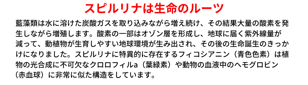 スピルリナは生命のルーツ／藍藻類は水に溶けた炭酸ガスを取り込みながら増え続け、その結果大量の酸素を発生しながら増殖します。酸素の一部はオゾン層を形成し、地球に届く紫外線量が減って、動植物が生育しやすい地球環境が生み出され、その後の生命誕生のきっかけになりました。スピルリナに特異的に存在するフィコシアニン（青色色素）は植物の光合成に不可欠なクロロフィルa（葉緑素）や動物の血液中のヘモグロビン（赤血球）に非常に似た構造をしています。